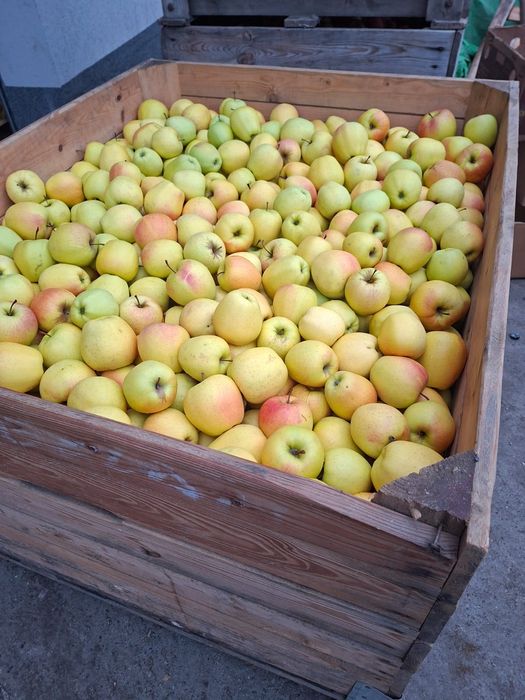 Cartof alb si rosu cu miezul galben