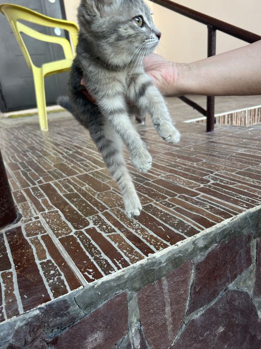 Маленький котенок