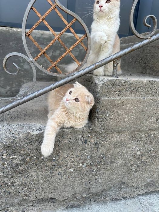 СКОТИШ ФОЛД 4 ойлик шотландские чистокровный сотаман