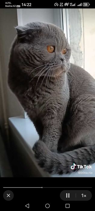 Кот на вязку вислоухий