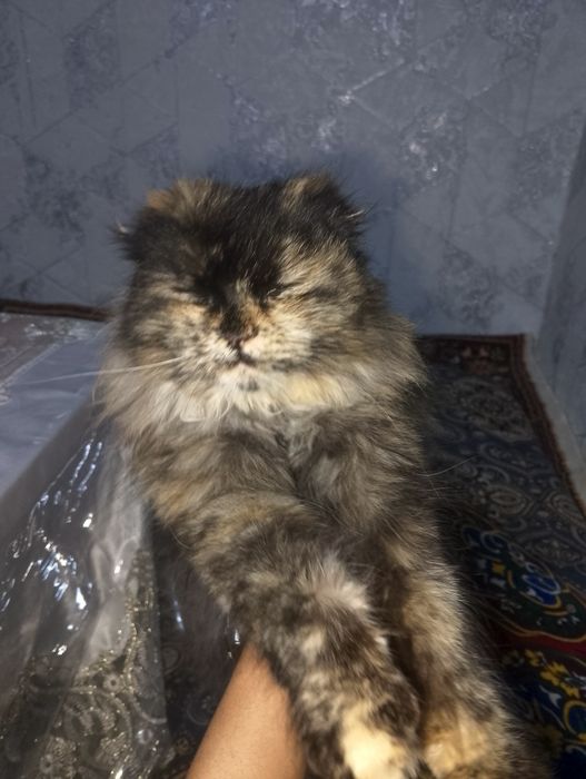 Пушистый скотч фолд сотилади киз бола 6 ойлик