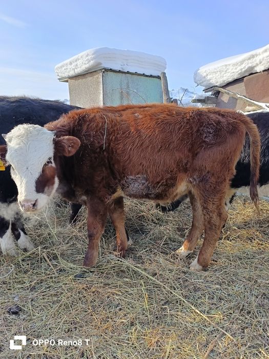 Продам хороших телят три головы