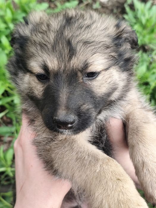 Щенок мальчик пёс собака ищет дом