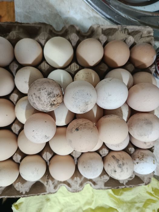 Уругланган кора товук тухумлари