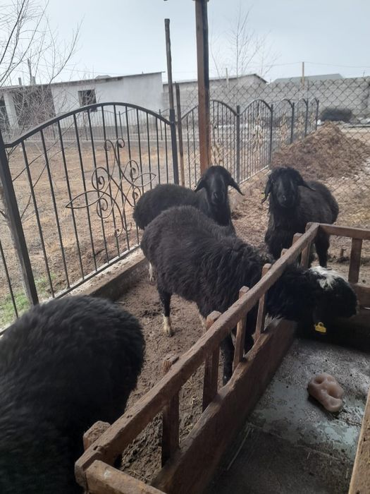 Қозылы қой, шібіш, тоқты, қошқар