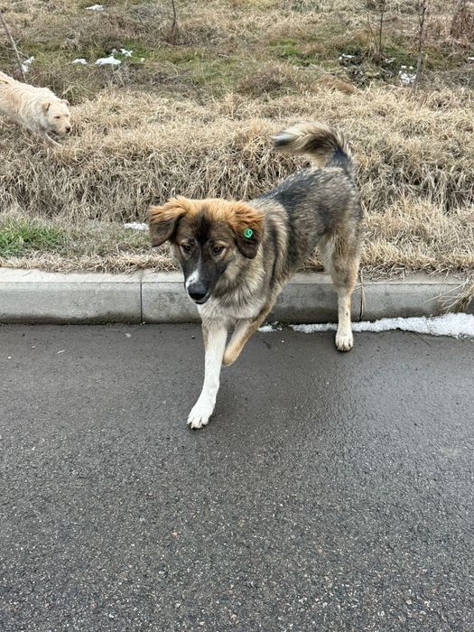 Пристраиваю собаку