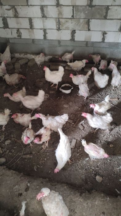 Fabrichni tovuqlar sotiladi narxi 45 mingdan