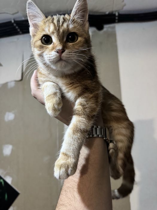 British Shorthair — окрас золотой табби