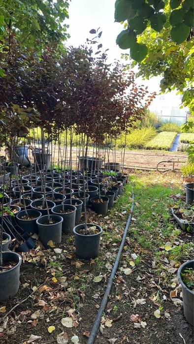 Паулония!!!Дървета,туя храсти и много разнообразие.