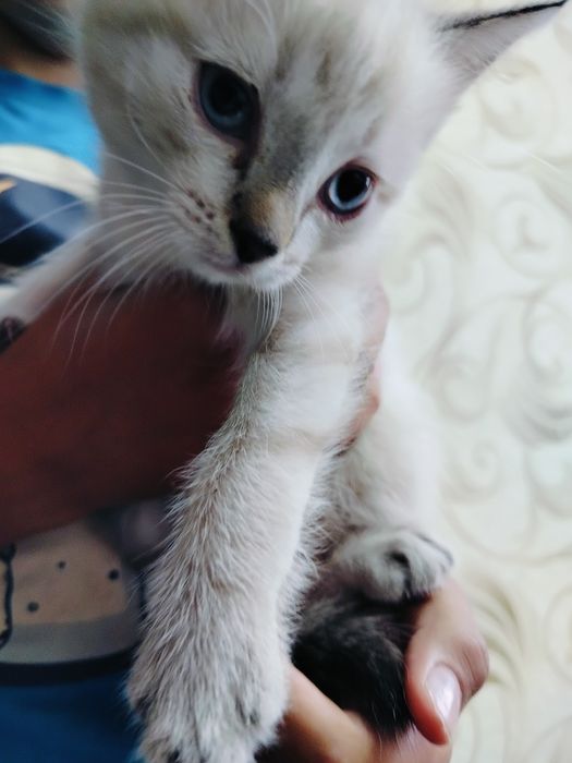 Котята девочки ищут дом