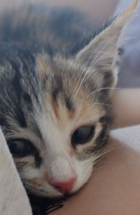 Котенок девочка  полтора месяца