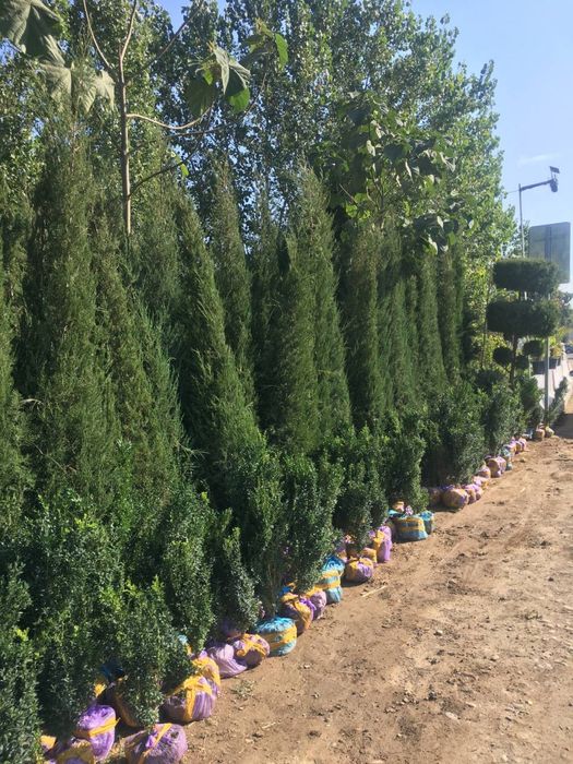 Archa sasna tuya majvenik sotiladi