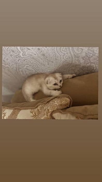 Катенок вислоухая