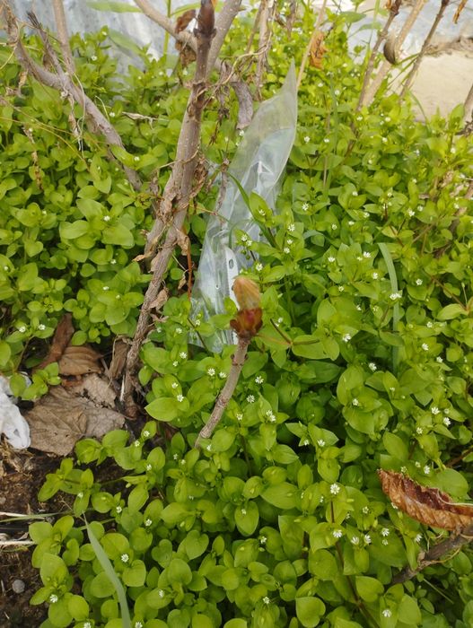 Каштан кучатлари сотилади