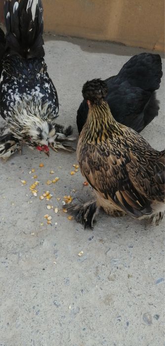 Карейски япончаларди тухумлари бор