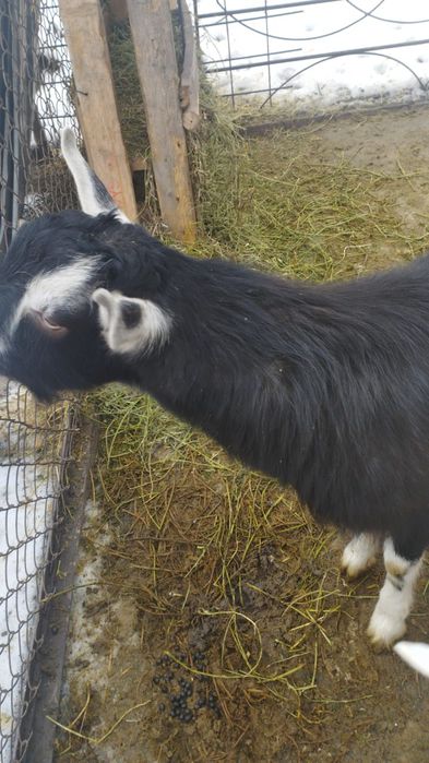 Теке сатылады,продам козла