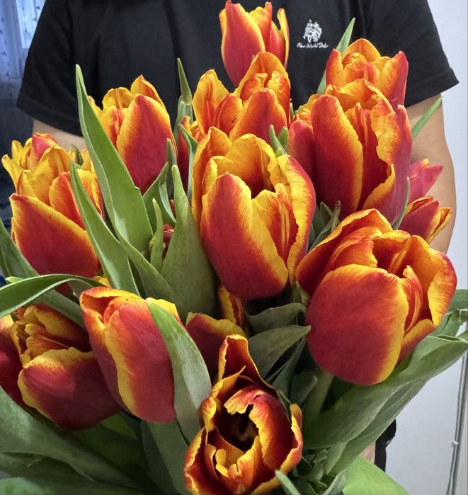 Тюльпаны оптом от 500шт-450шт/тг.