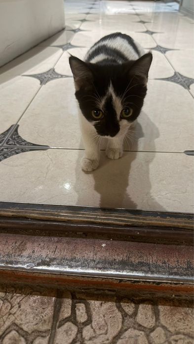 Отдам котенка в добрые руки