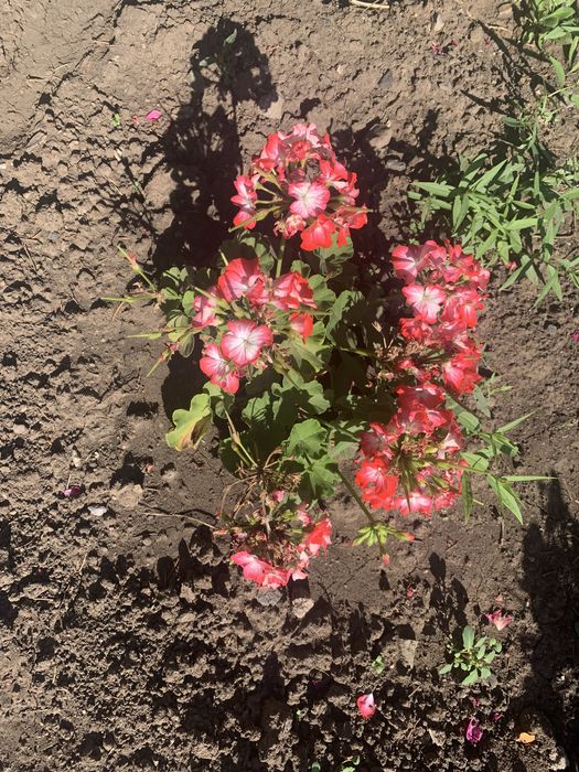 Цветы из сада разных оттенков