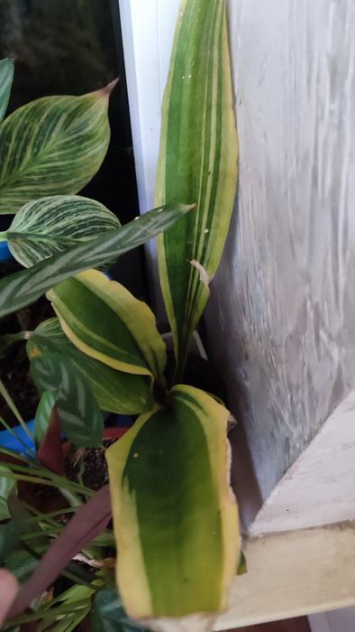 Саньсевьерия Голден Флейм