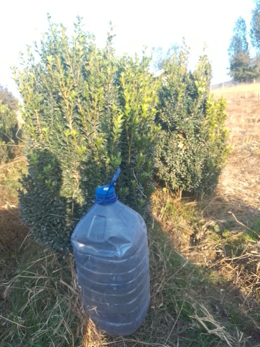 Shamshod manzara uchun