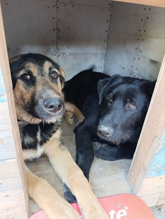 Продам немецкую овчарку