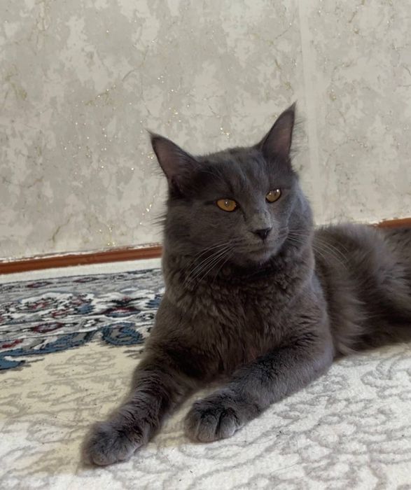 дадим кота бесплатно