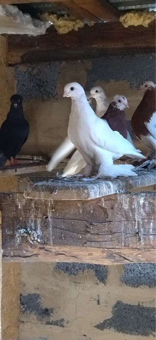 Продаются голуби разных пород