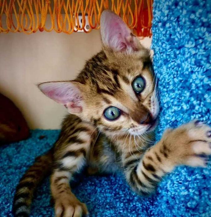 Бенгальские чудо котятки