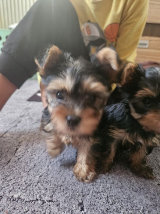 Продавам мини йоркита