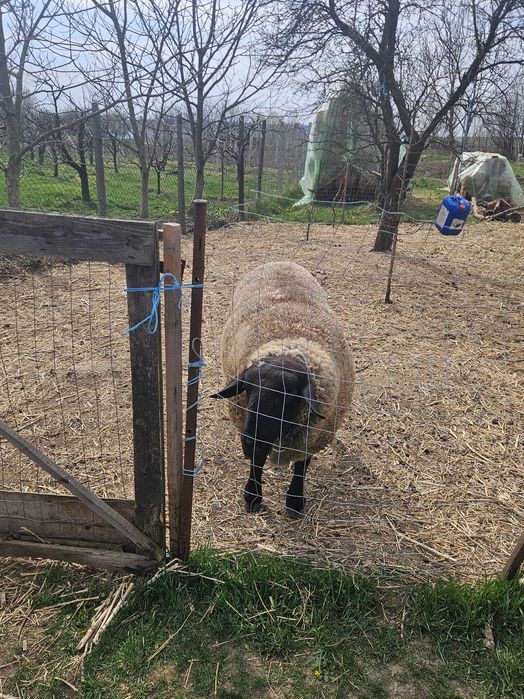 Berbec sulfok din tripleti