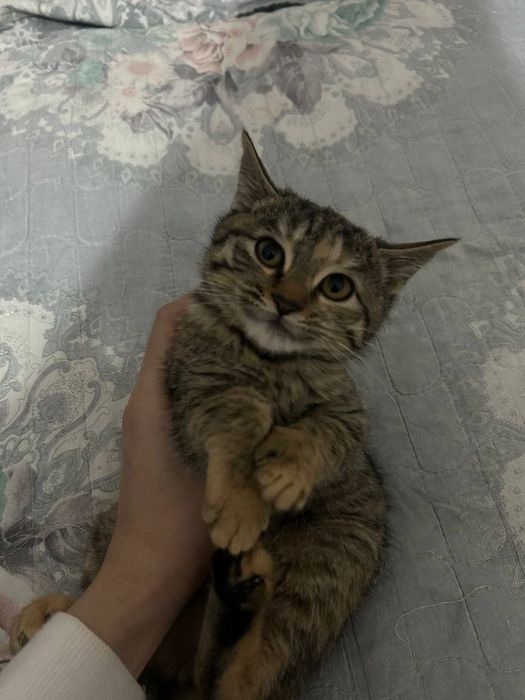 Mushu bolachalari hadyaga