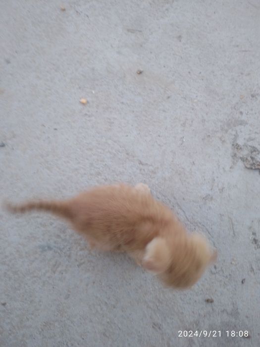 Zotli mushuk, ov qiladi ikkalasi alohida sotiladi