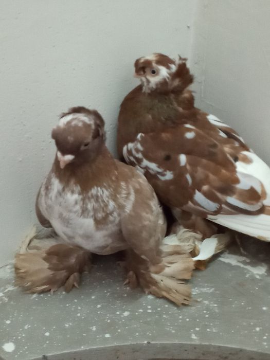 Самец орех чубатый чин, самочка двухч