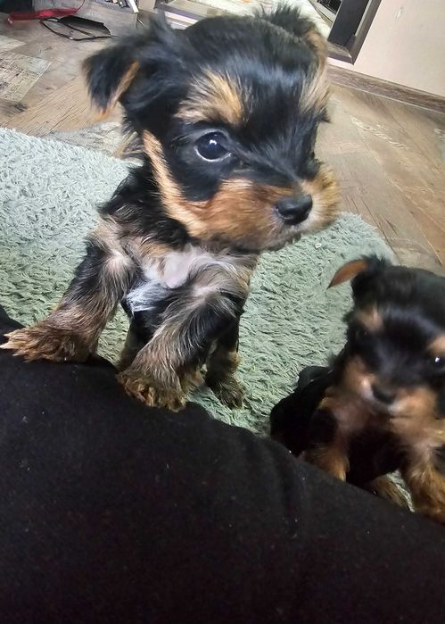 Мини Йоркширски Териер