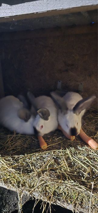 Vand iepuri urias de transilvania