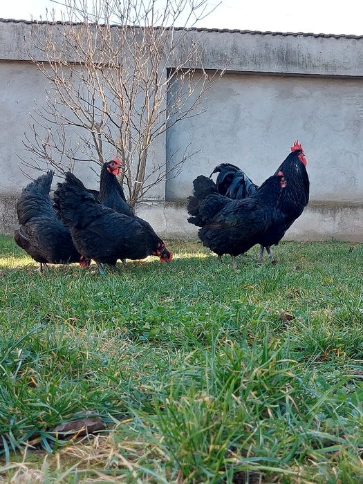 Oua australorp negru și albastru