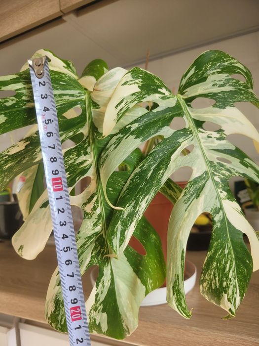 Монстера альба вариегантная