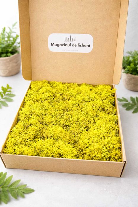 Licheni stabilizați decorativi – cutie 30×30 cm | 350 g