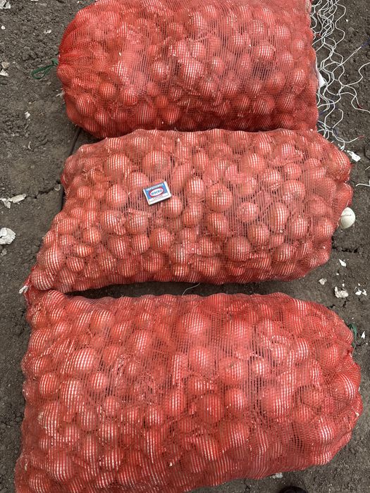 Стардаст. Альба. Блэкстон. Белый лук на зелень. Оргинал.