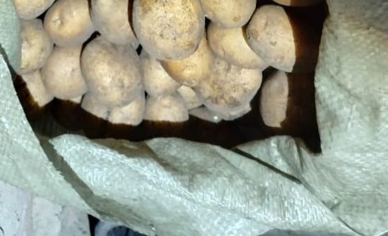 Картошка сорт Галла