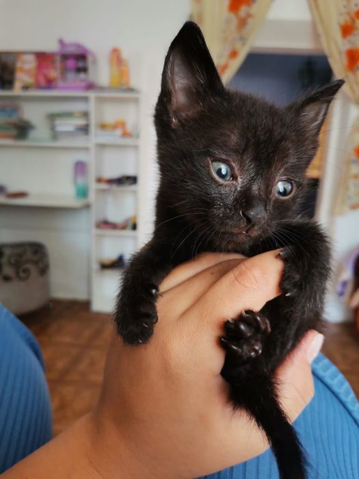 Отдам котенка, мальчик