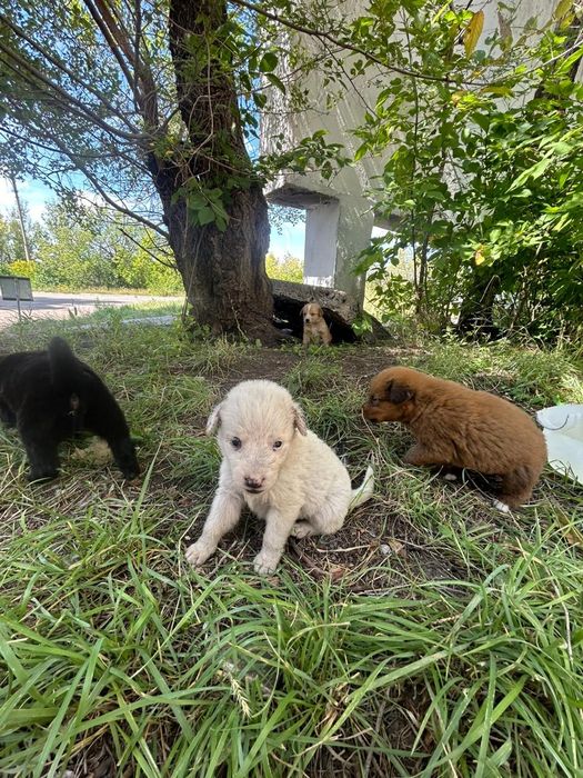 Щенята в добрые руки