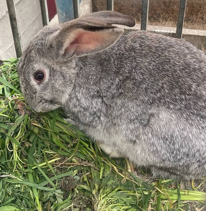 Velikan quyon Velikan