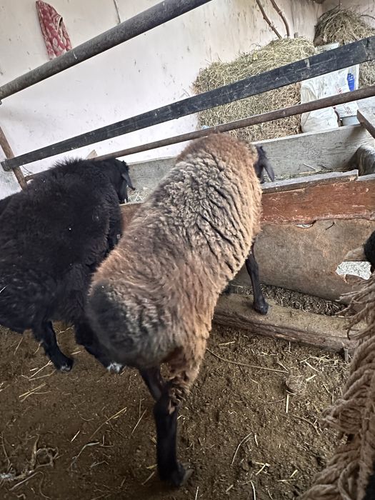 Мода куй сотилади 3.5 милионга 2,7 милион