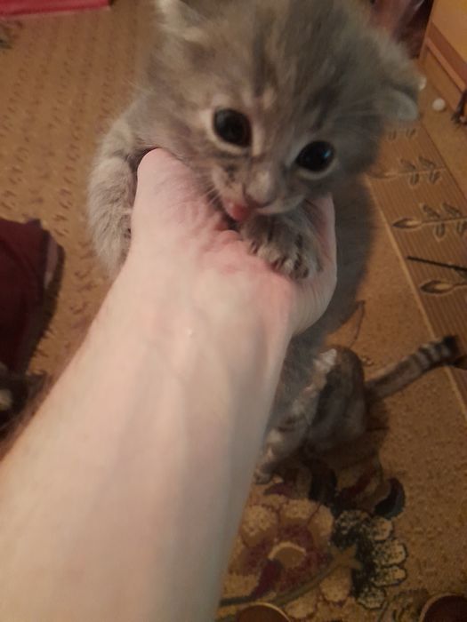 Катята бесплатно