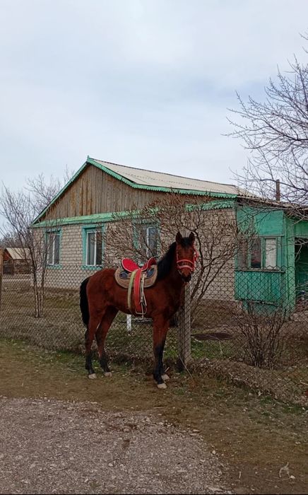 Еркек құнанды  ұрғашы байталға ауыстырым