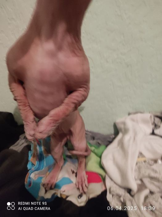 Продаётся канадский сфинкс