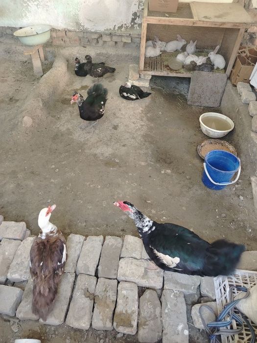 Урдак лар сотилади