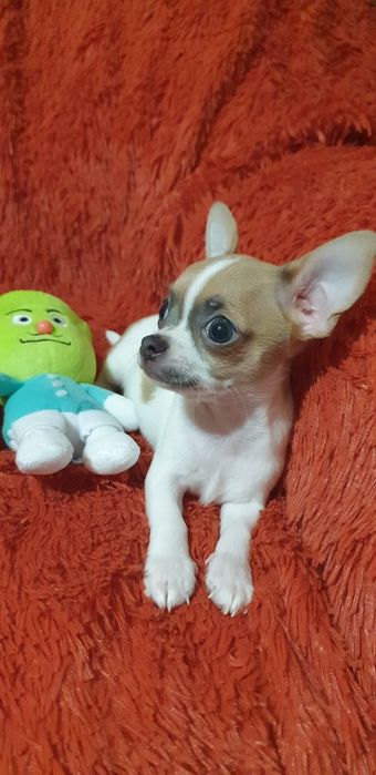 Щенок чихуахуа мальчик